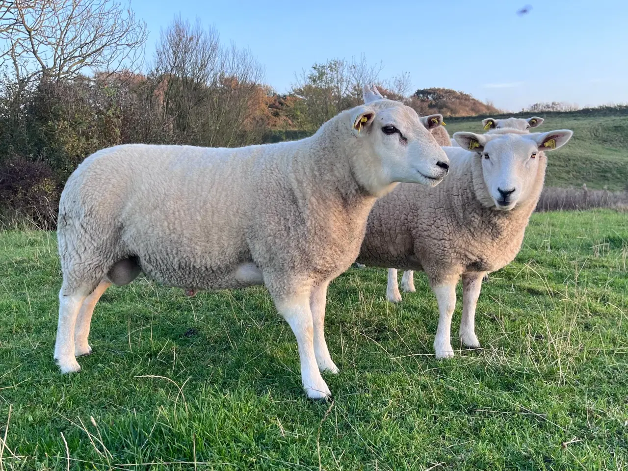 Billede 2 - Texel med stamtavle 