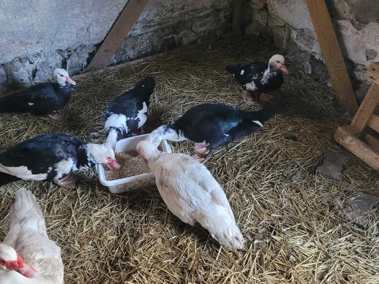 Billede 4 - Moskusænder