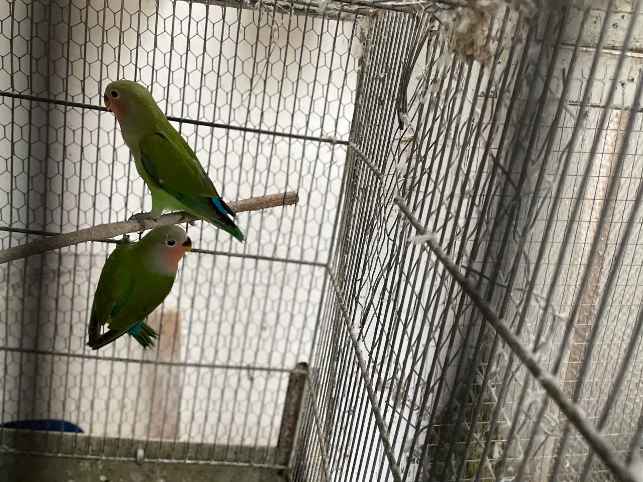 Billede 2 - Dværgpapegøjer