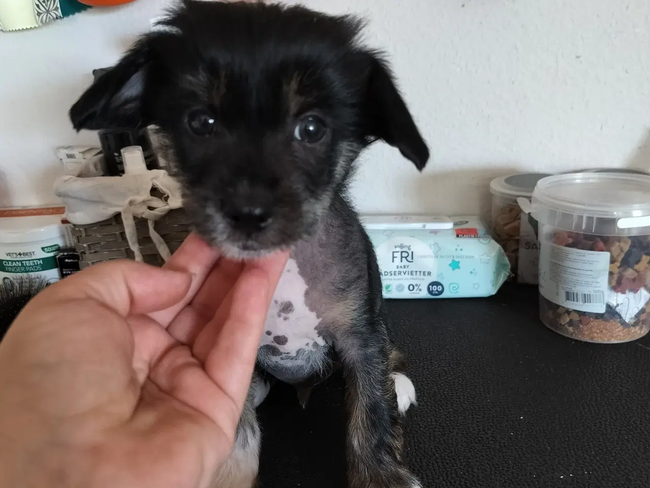 Billede 3 - Chinese crested/powder puff drenge med DKK stambog