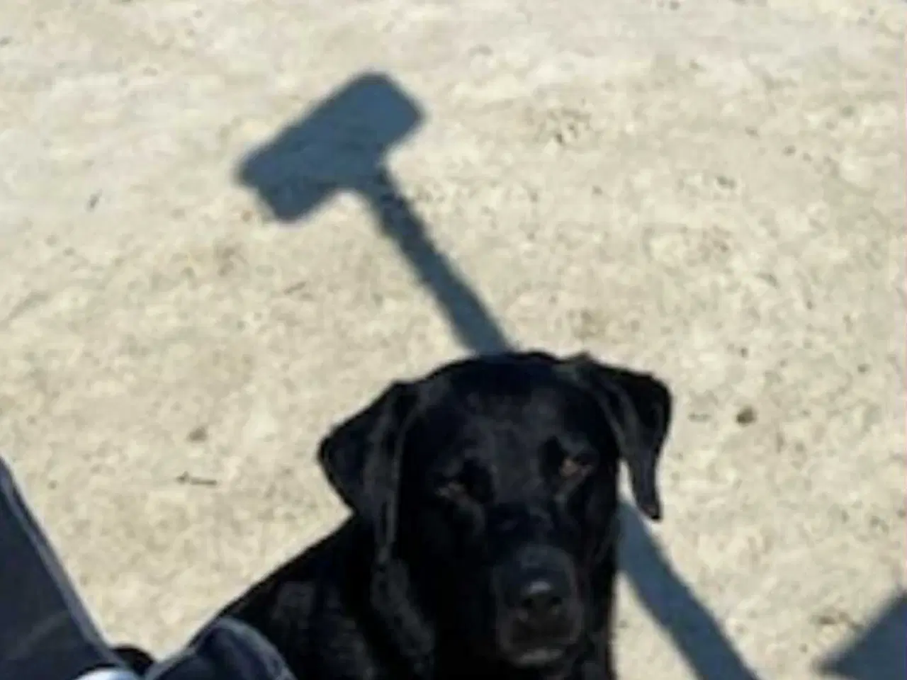 Billede 12 - 3 skønne han hunde 