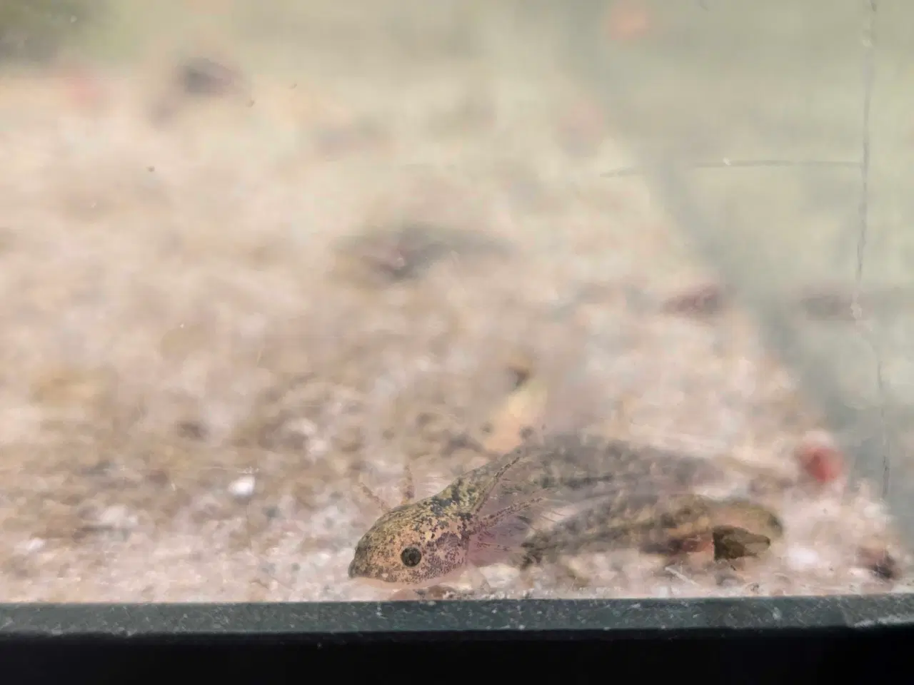 Billede 9 - Axolotl unger fra kendte linjer 