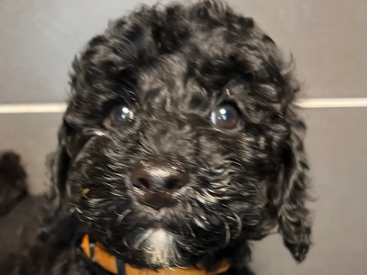 Billede 3 - Rejseklar! Skøn lille Labradoodle pige 