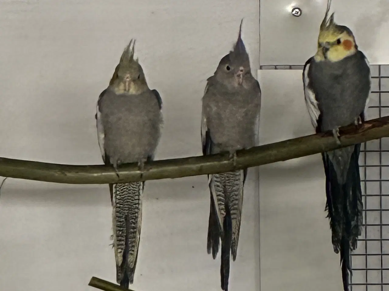 Billede 1 - Nymfeparakitter