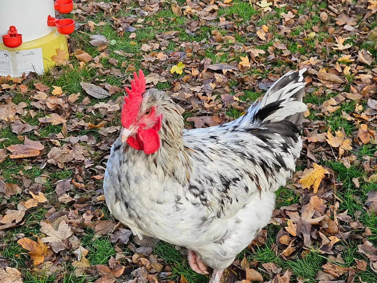 Billede 2 - Smukke sunde haner