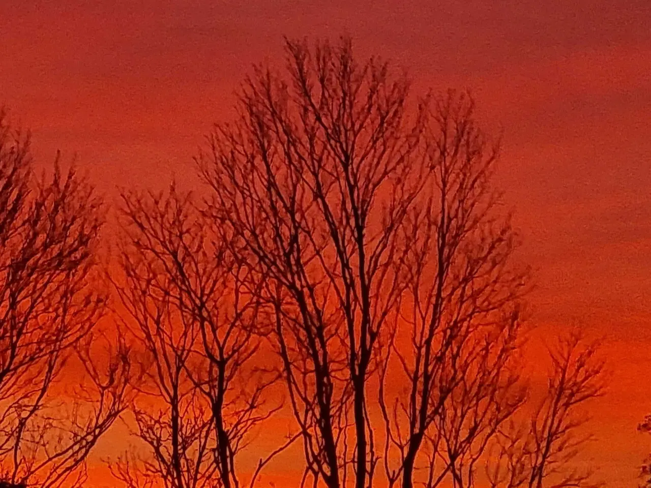 Billede 1 - Alexanderparakit fra 25