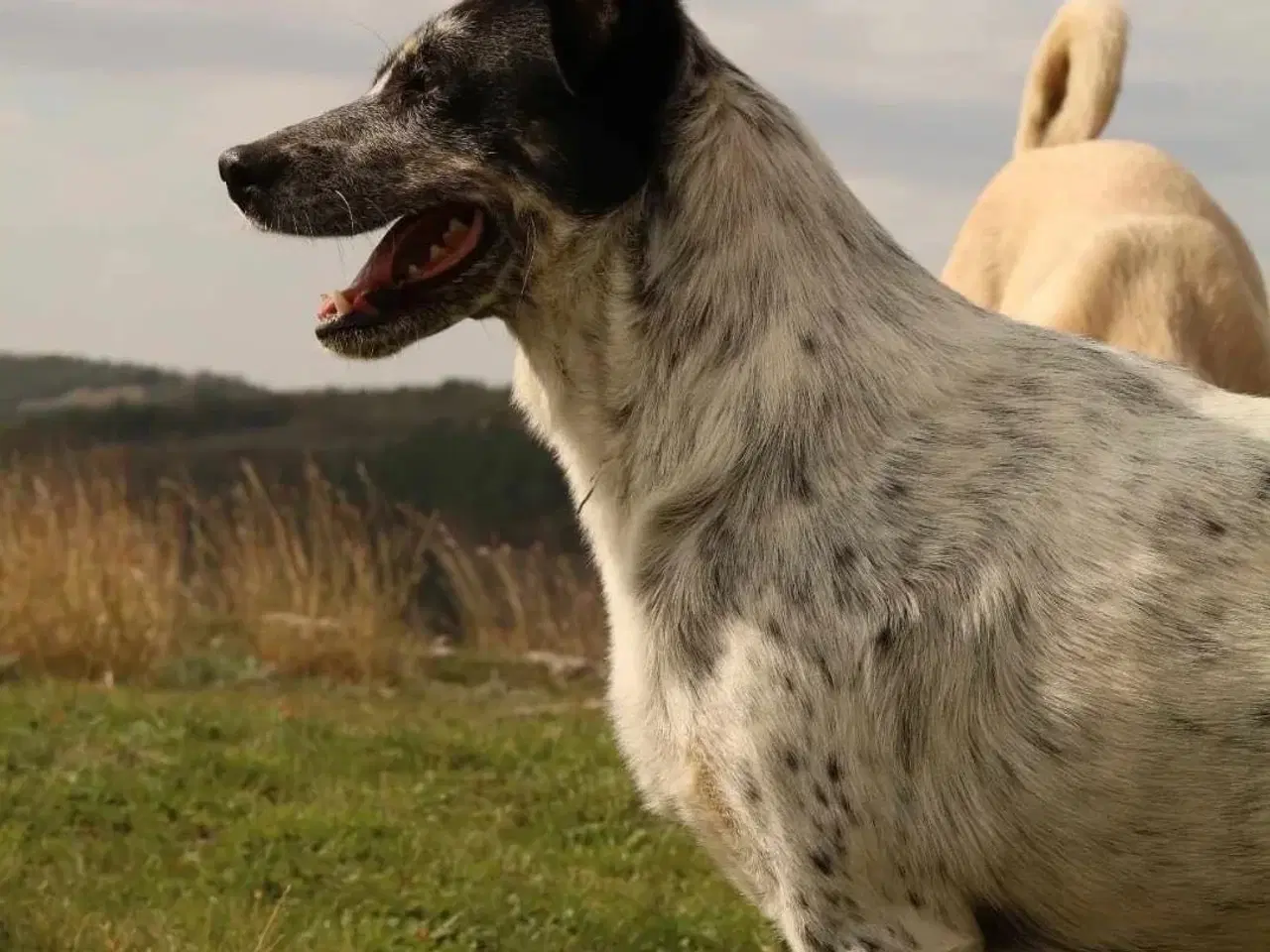 Billede 17 - Bella til adoption! 🩷