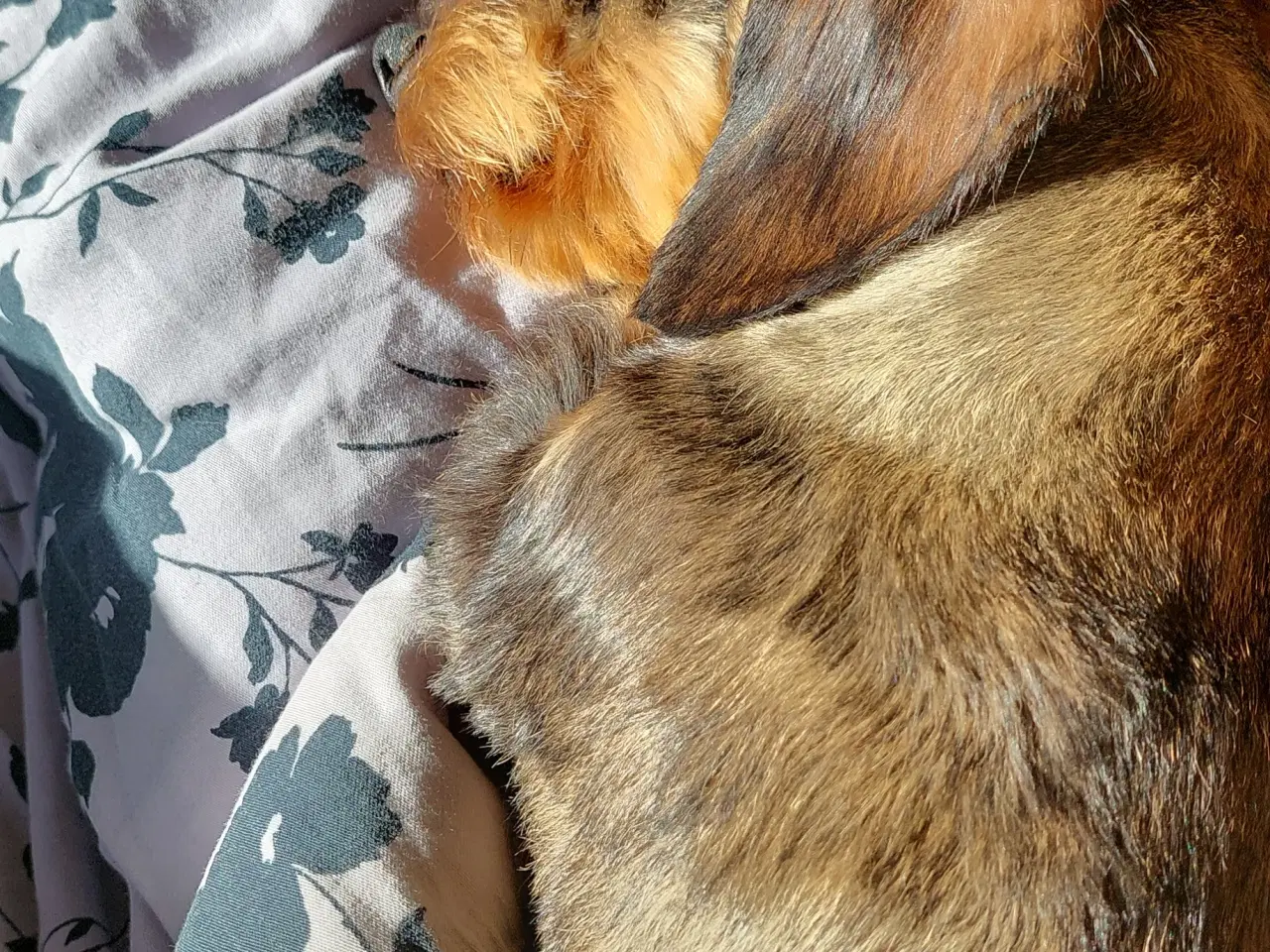 Billede 1 - Søger jack russell/dansk svensk gårdhund hvalp