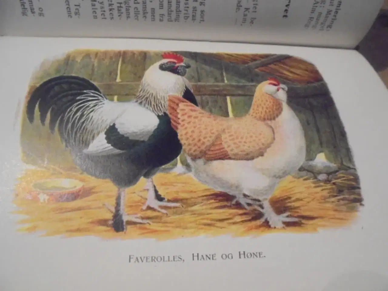 Billede 5 - Skandinavisk Fjerkræ Standard – fra 1934