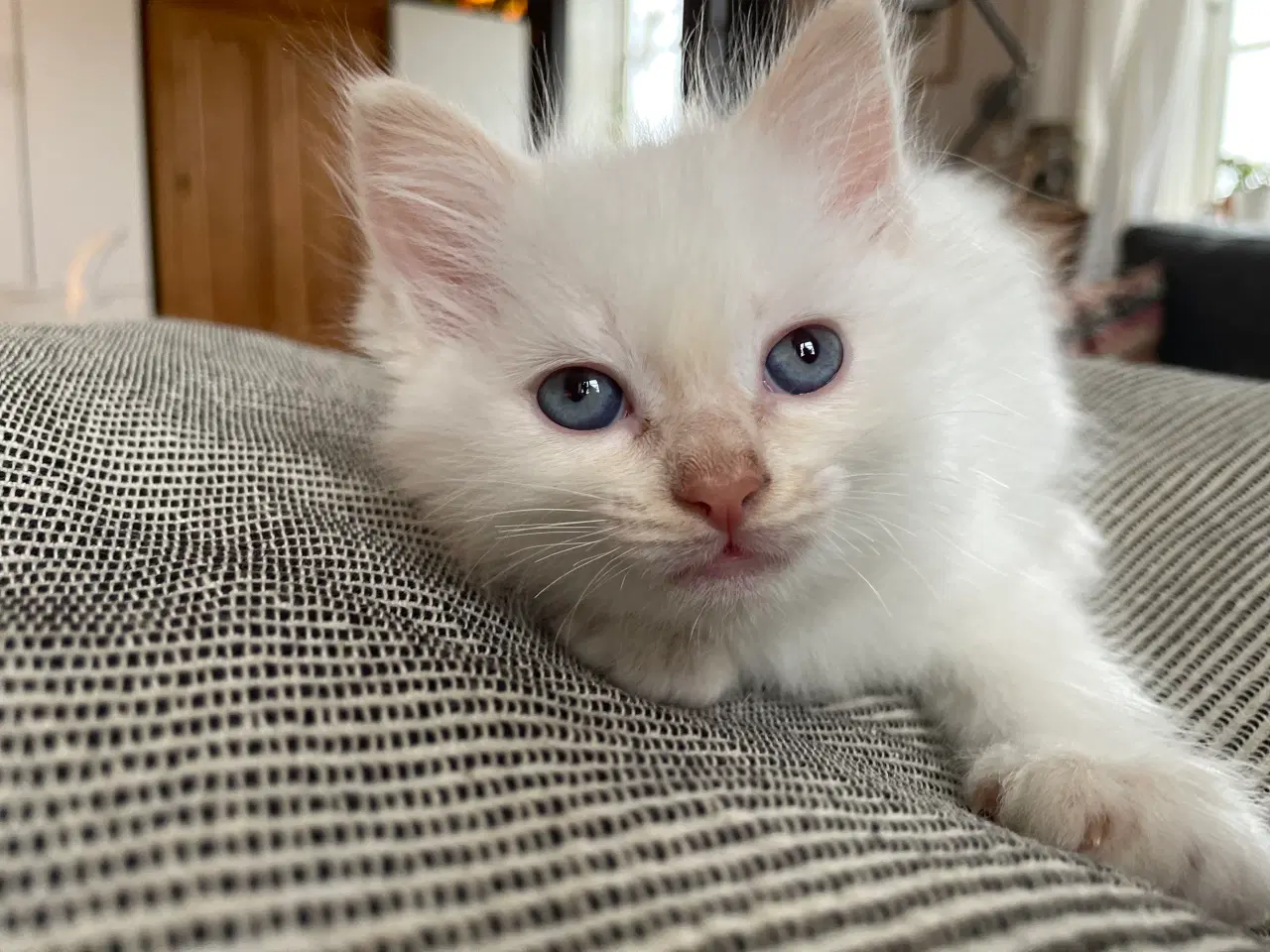 Billede 8 - Hellig Birma killinger