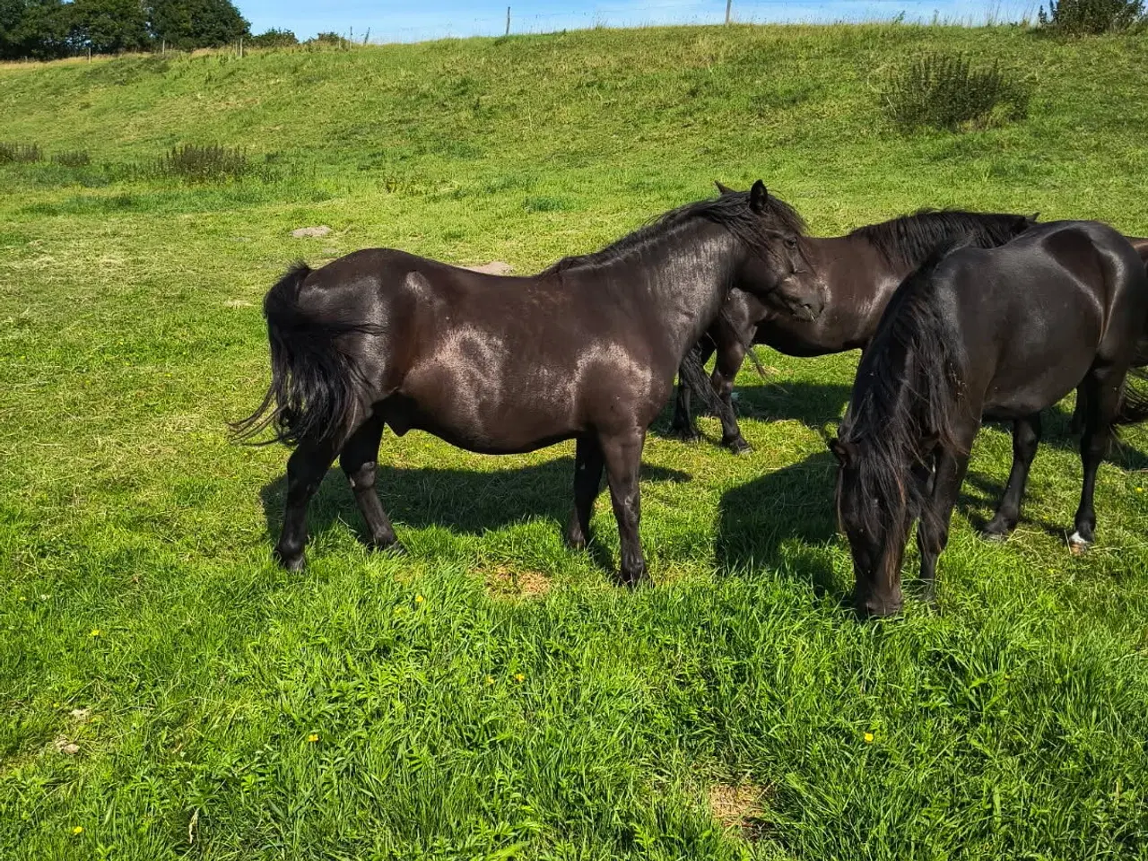 Billede 1 - 2 sorte pony valakker 4 og 5 år, ca. 125 i stsng