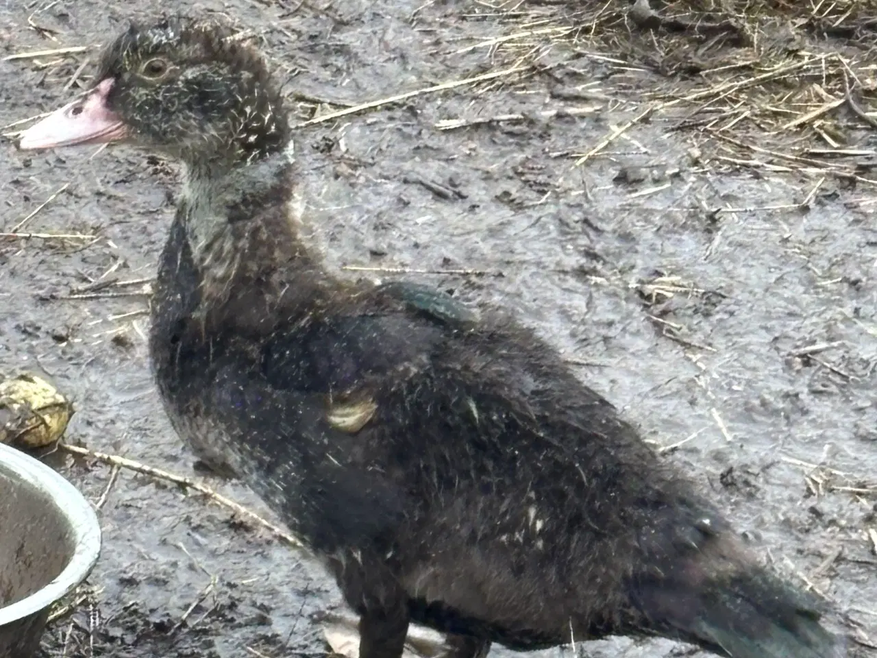 Billede 1 - Moskus ællinger sælges