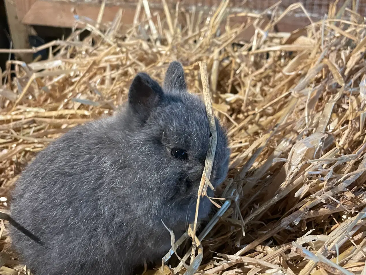Billede 6 - De sidste 2025 unger