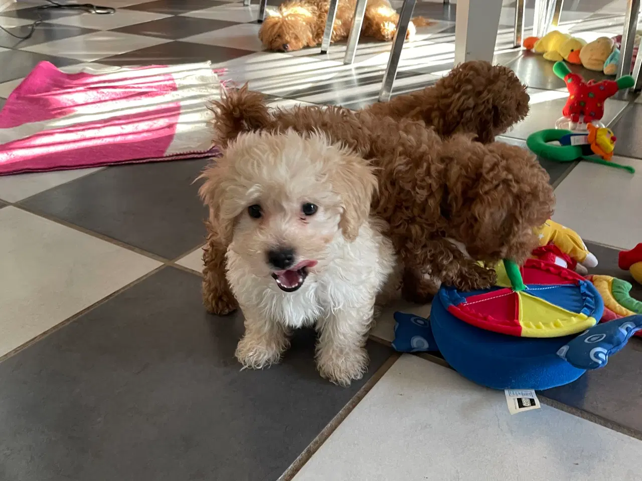 Billede 12 - Havapoo hvalpe - salgsklare..!