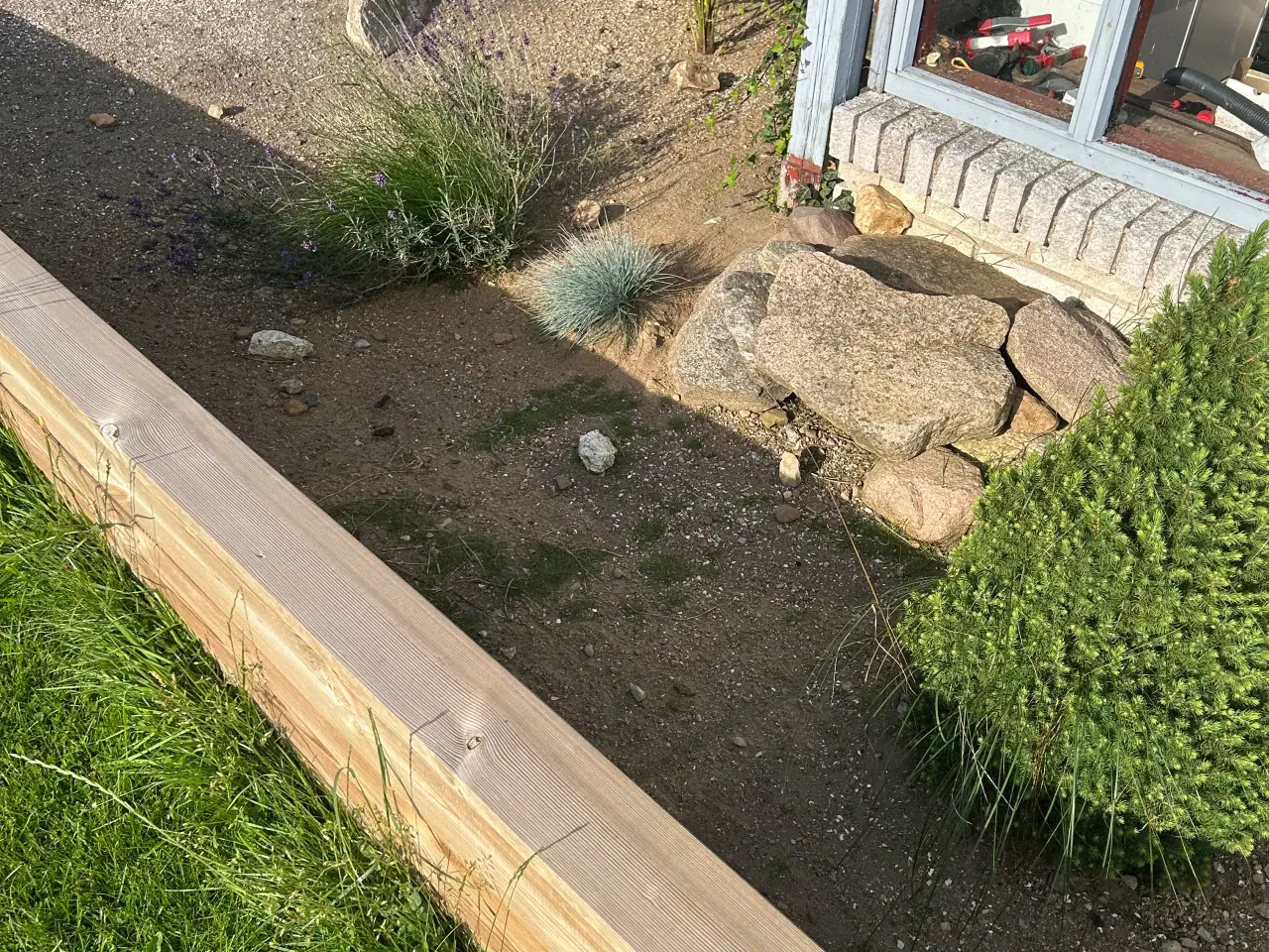 Billede 2 - Skildpadder søges