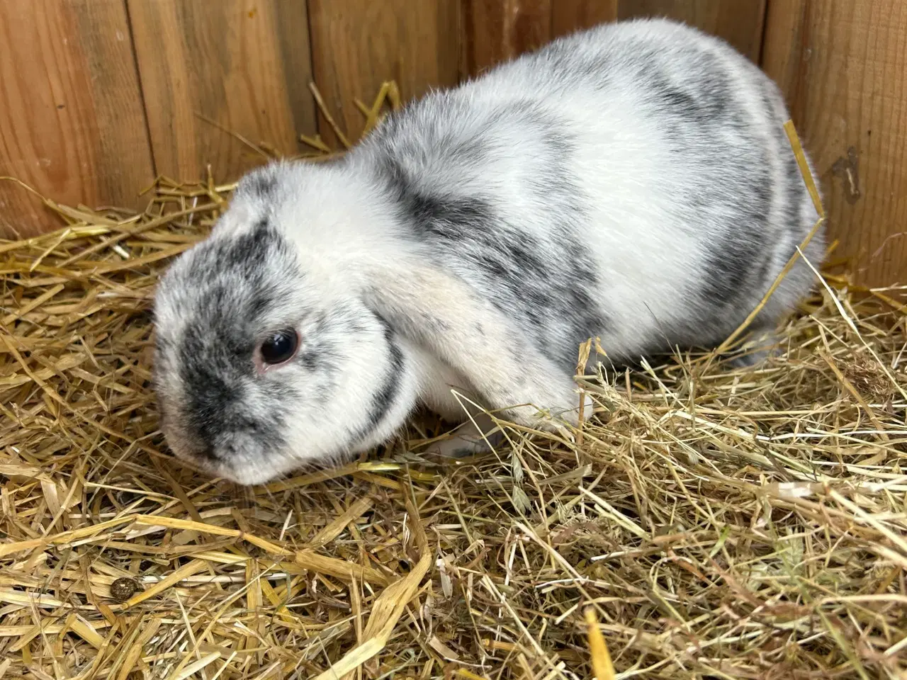 Billede 1 - Dværg Kanin