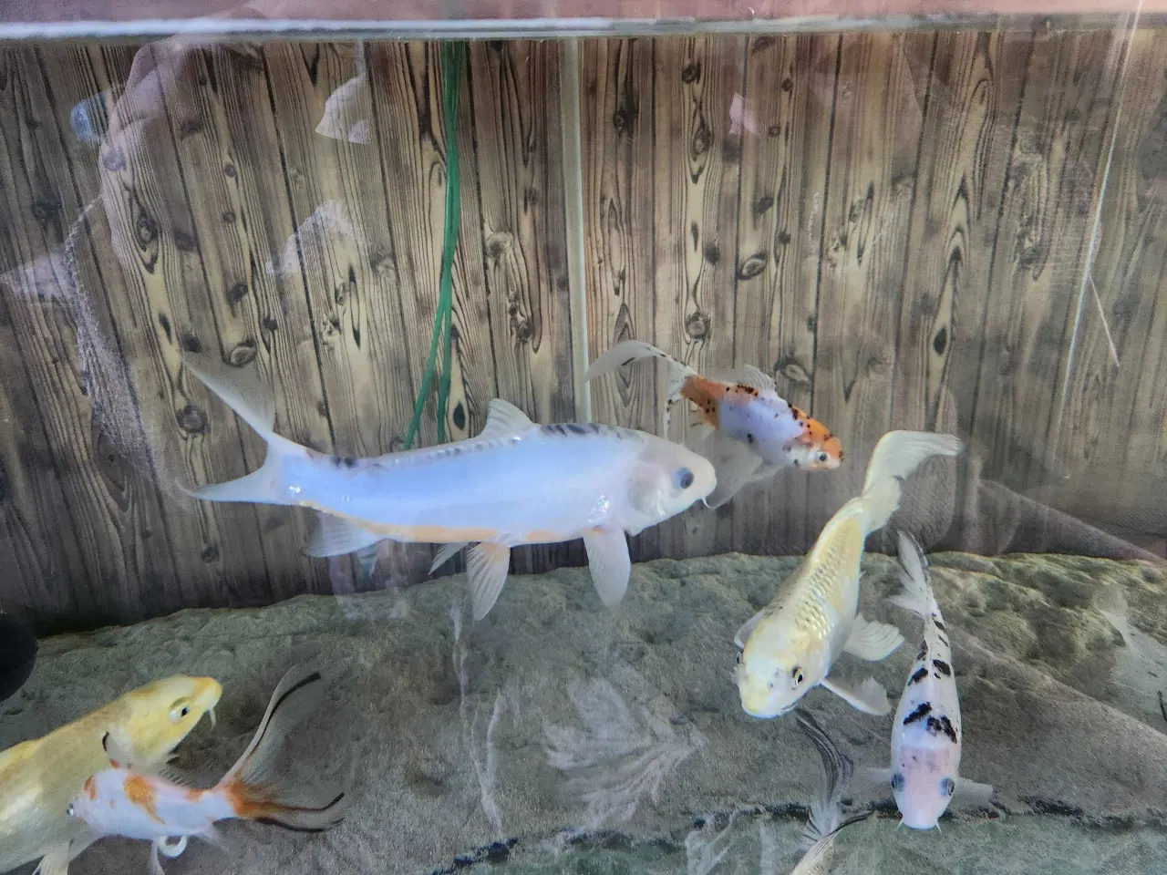 Billede 6 - Koi Koier  Karper  Boddy  Flies  Slør Haler.  M.m 