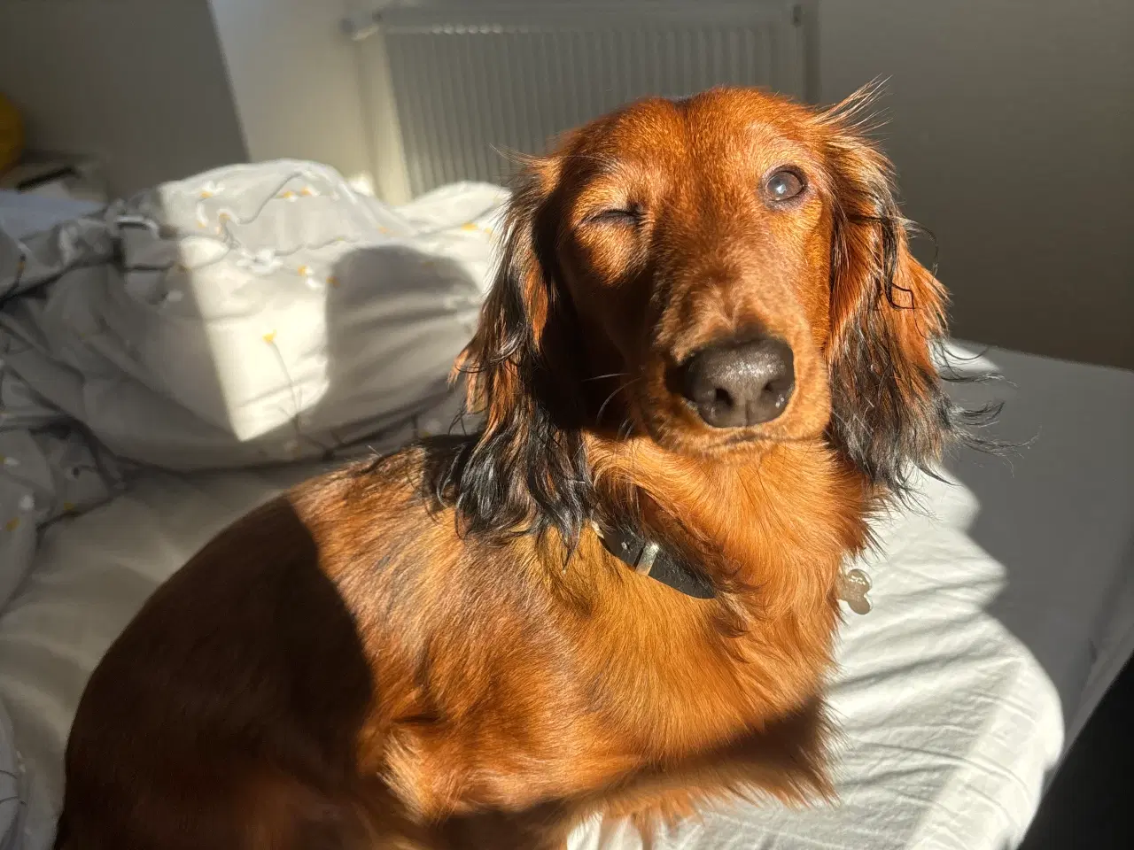 Billede 6 - AVL - langhåret dværggravhund 