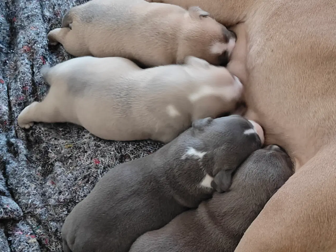 Billede 20 - American Bully hvalpe. 
