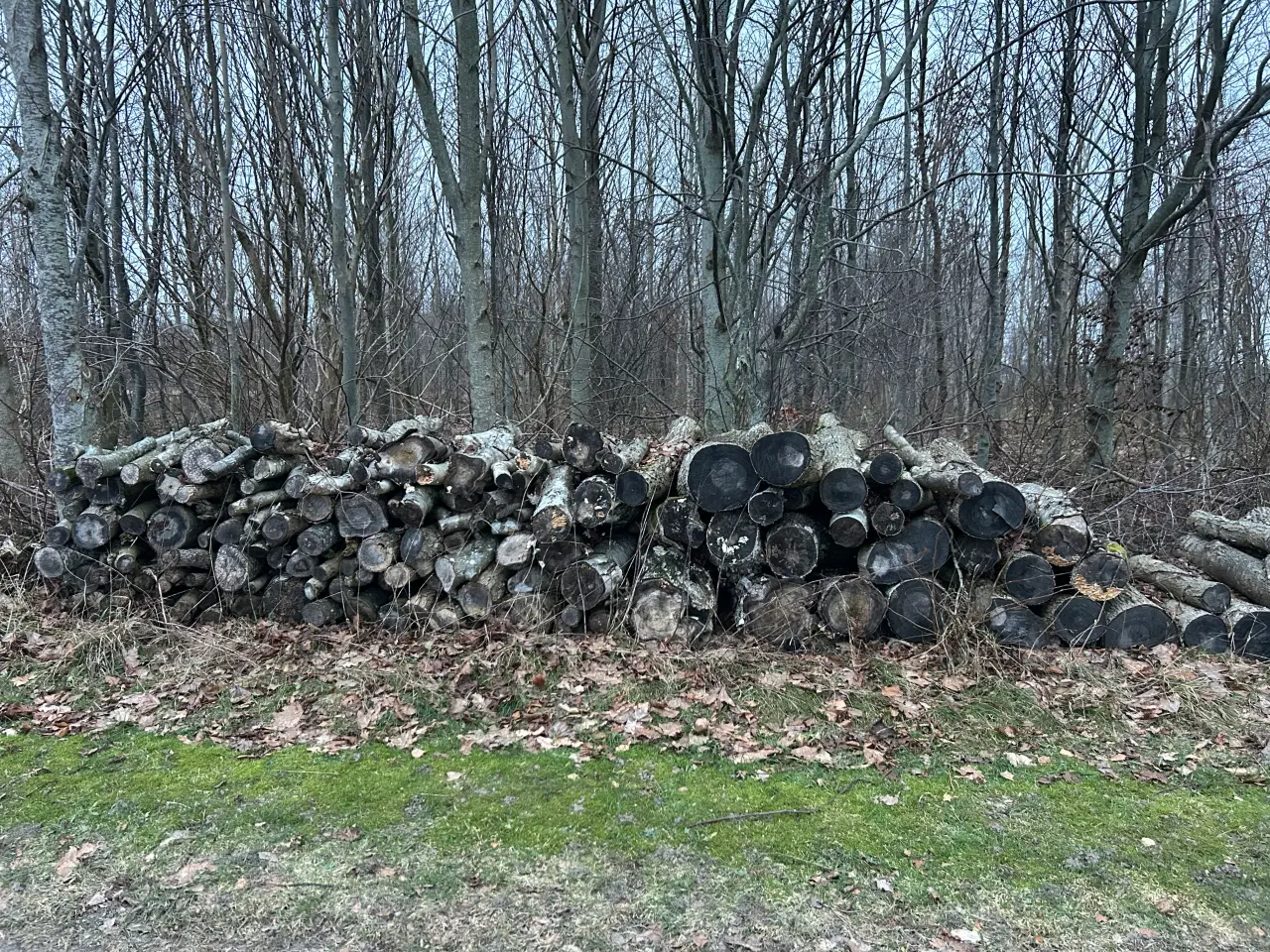 Billede 3 - Løvtræ