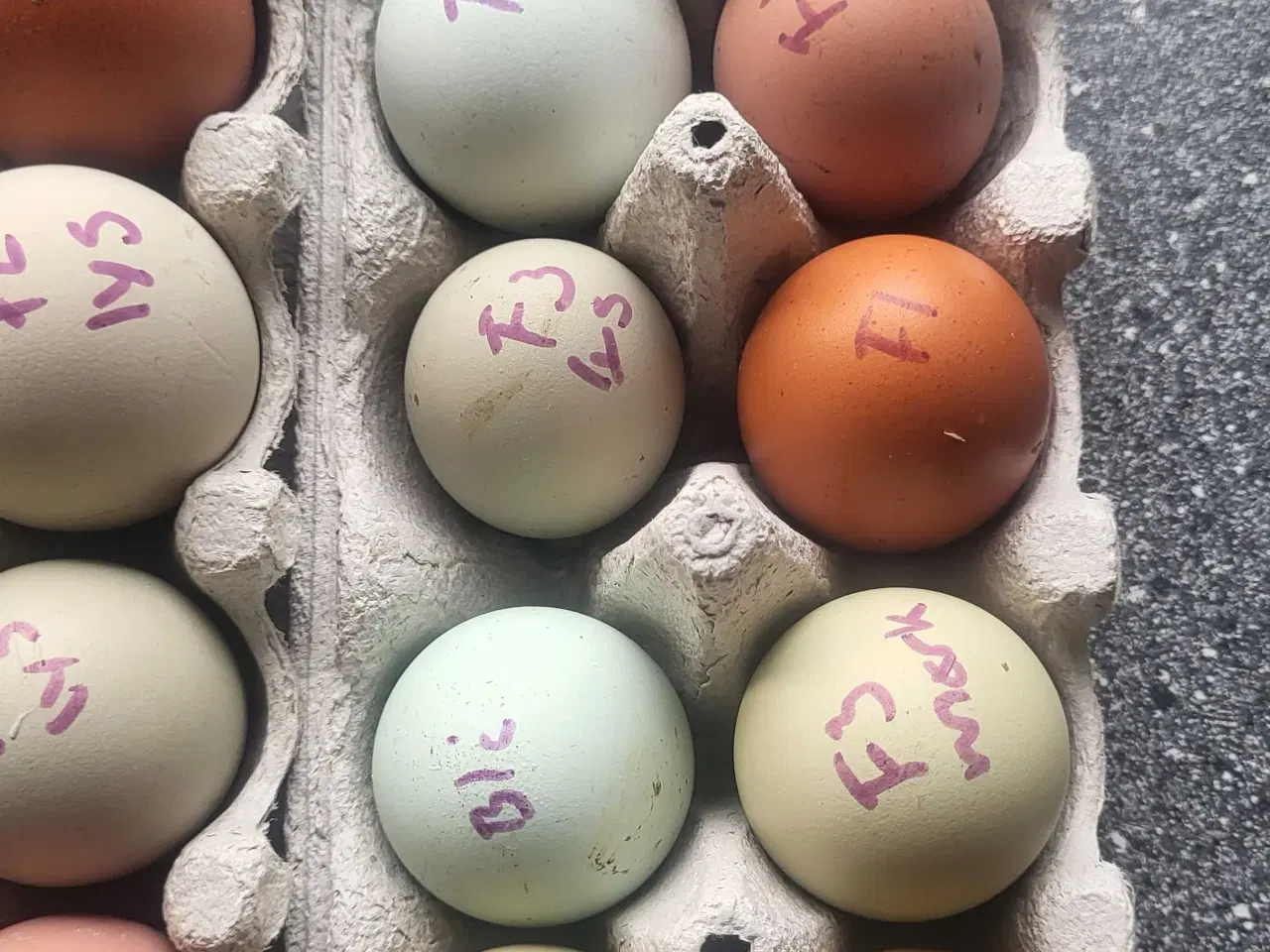 Billede 2 - Smukke rugeæg