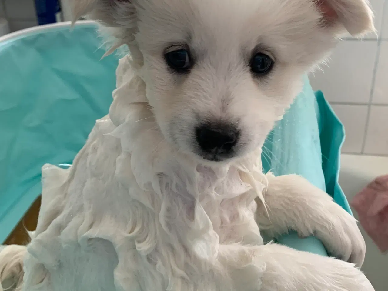 Billede 3 - Bedårende Mittelspitz hvalpe