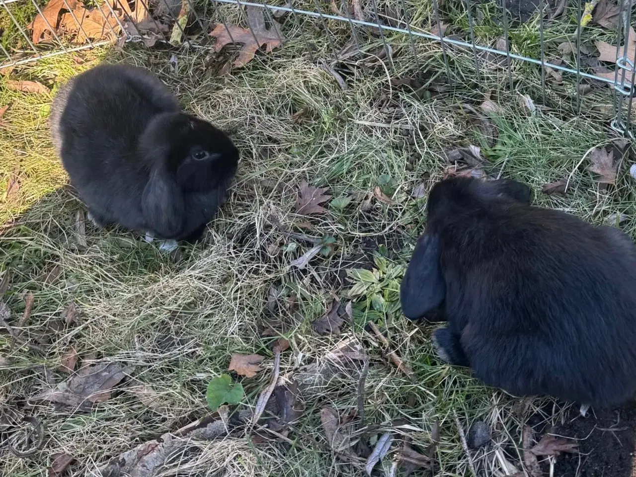 Billede 15 - Han Dværgvædder unger sælges 