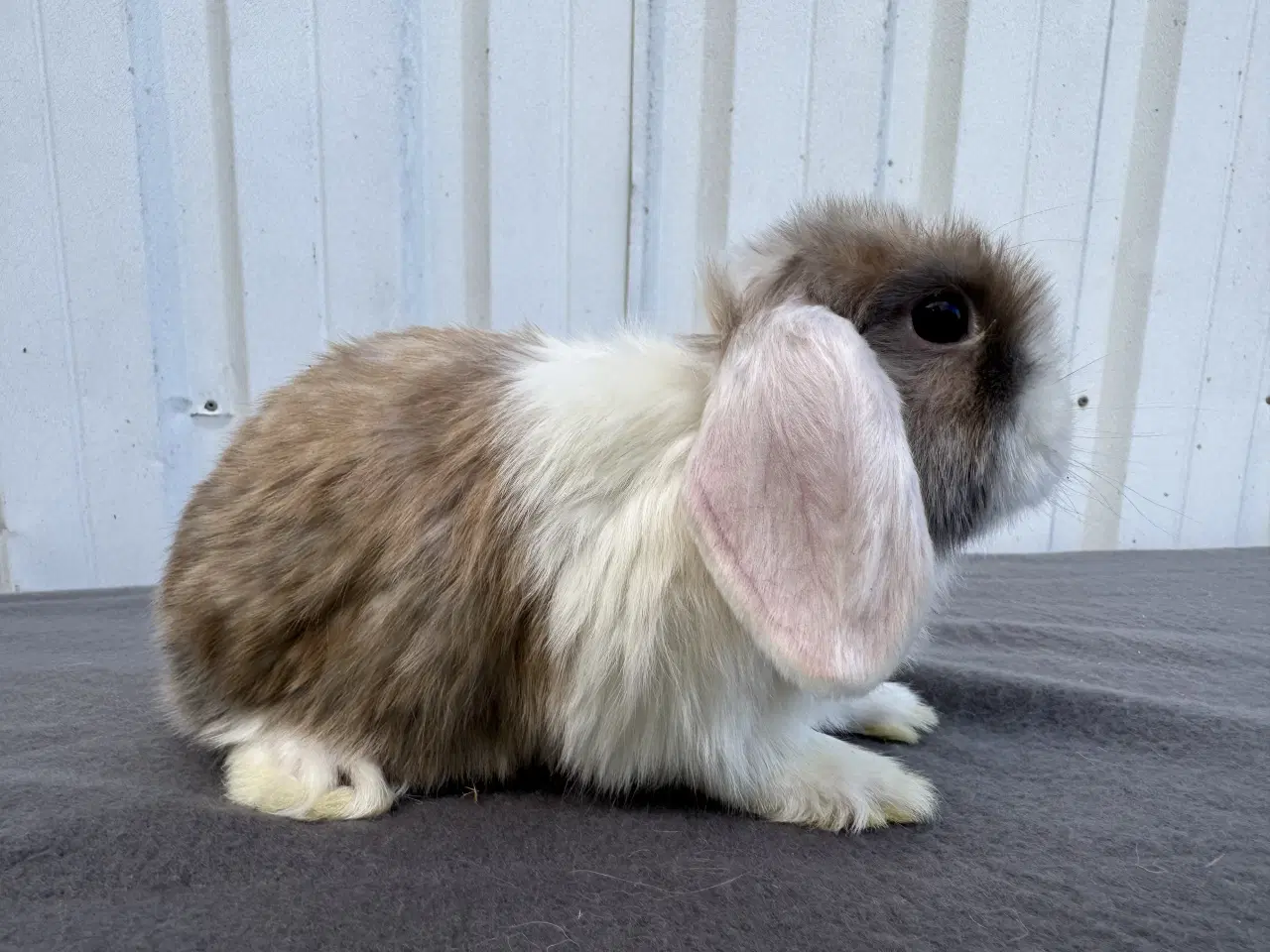 Billede 1 - Dværgvædder/Mini lop hunkanin 