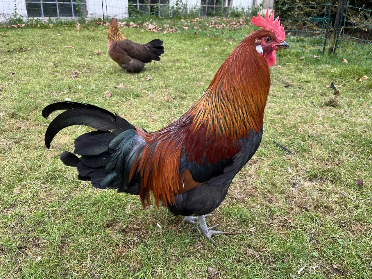 Billede 2 - Danske landhøns