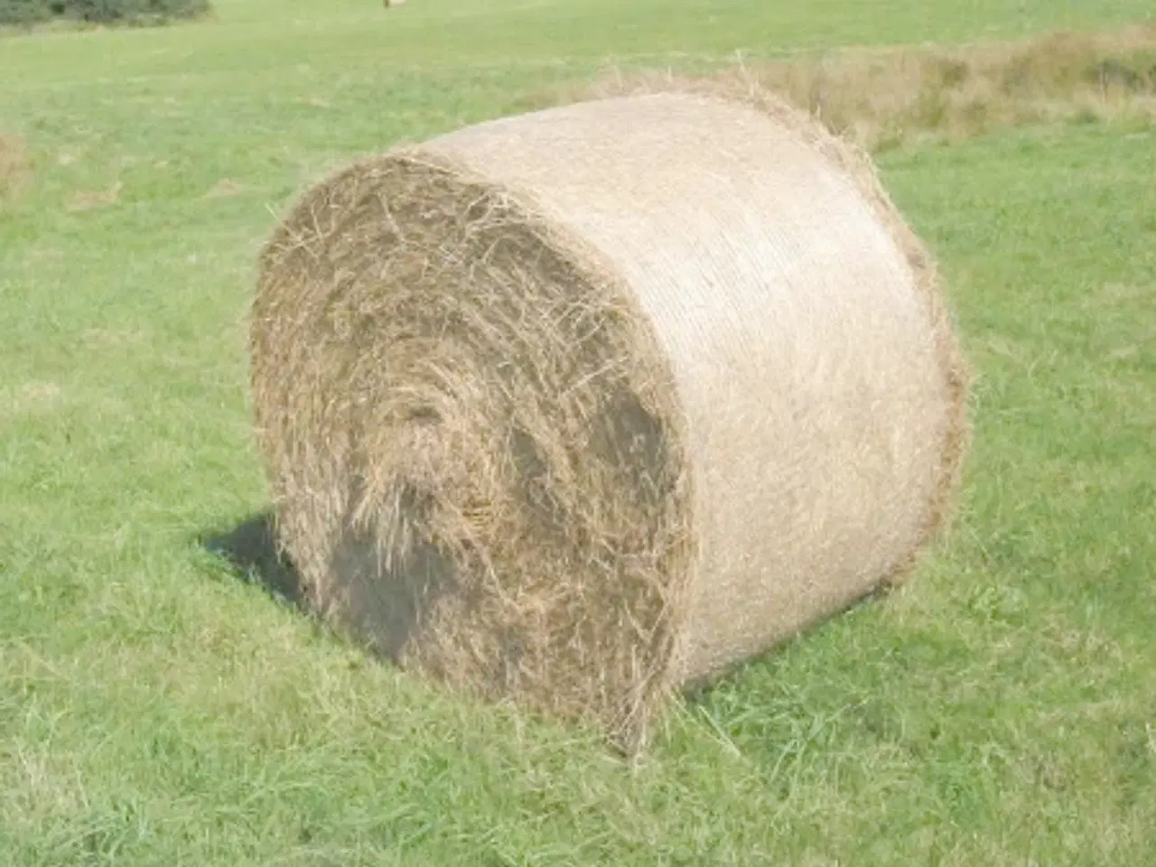 Billede 1 - Hø i rundballer