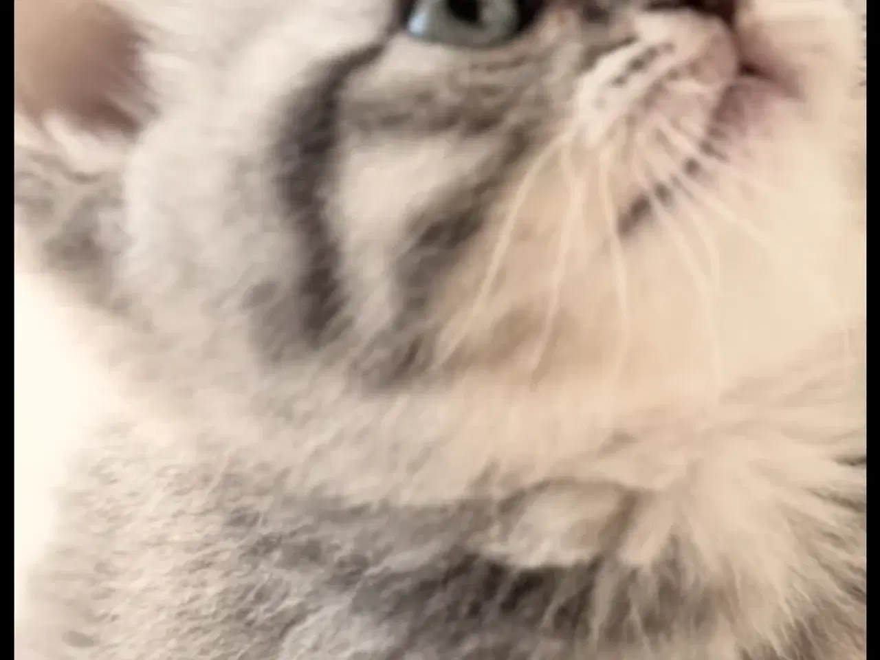 Billede 4 - British Shorthair 