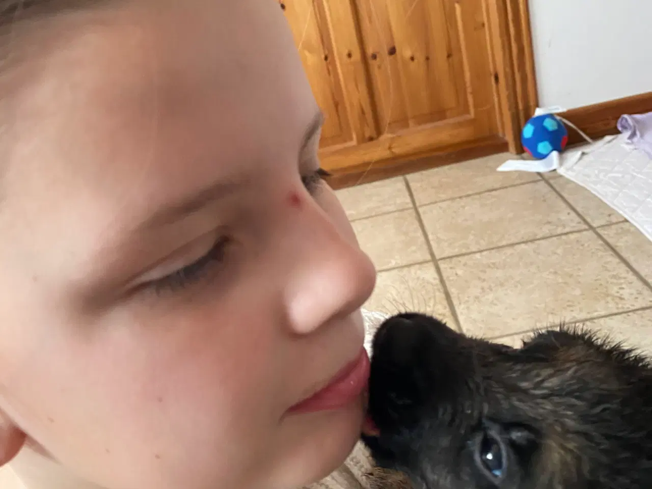 Billede 6 - Schæfer hvalpe med DKK stamtavle 