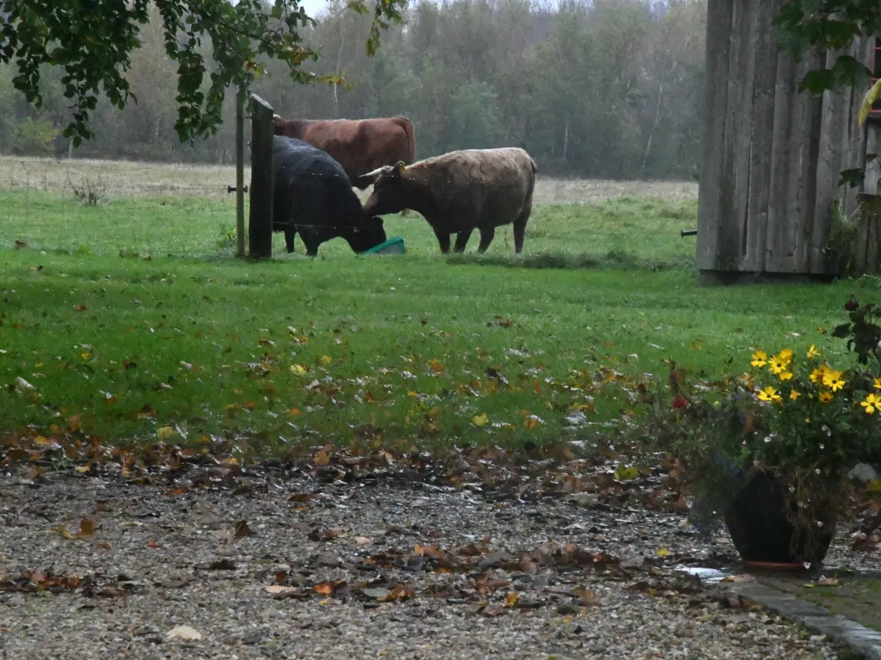 Billede 1 - wrap baller sælges