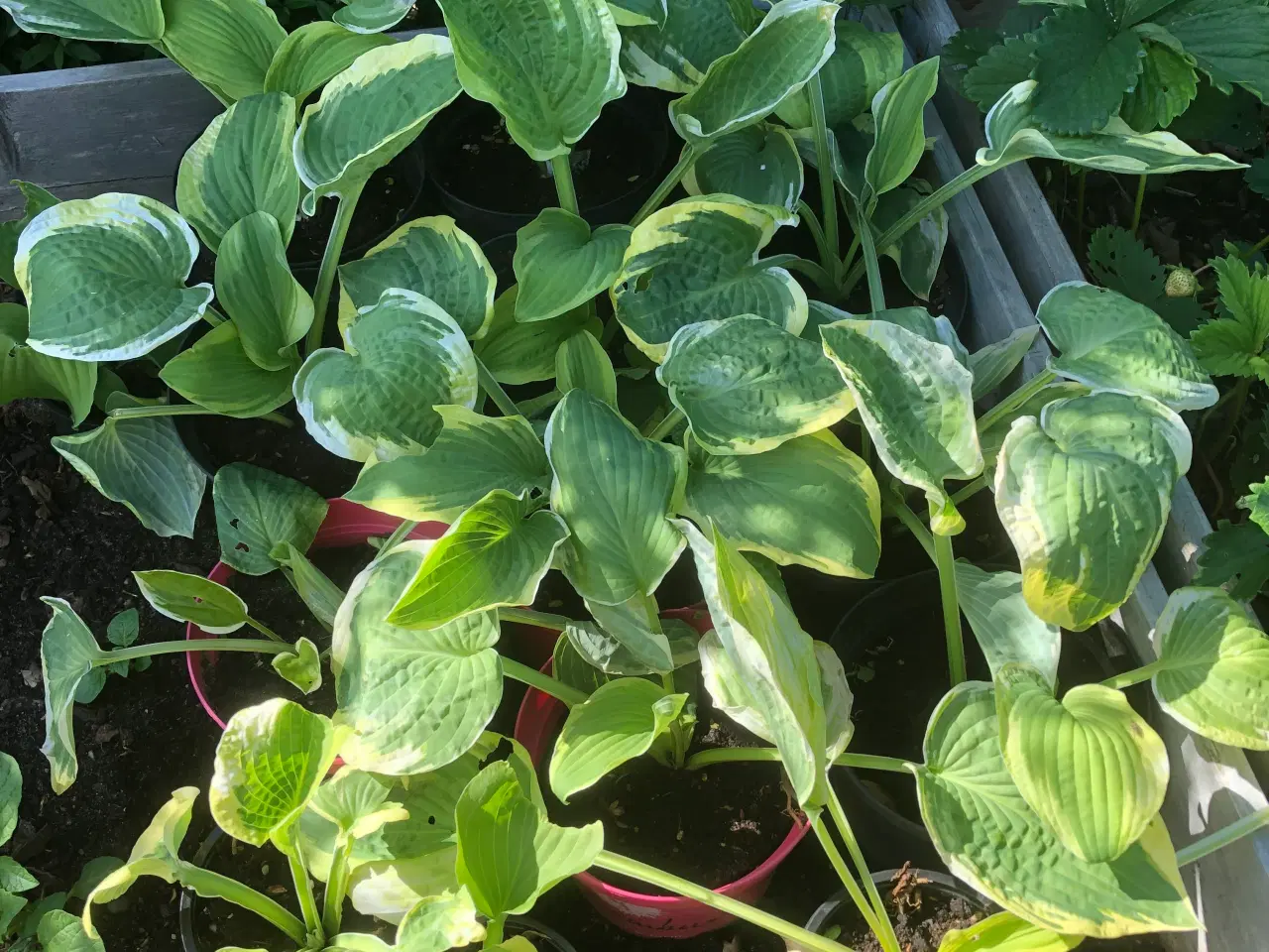 Billede 4 - Hosta og tusindstråle