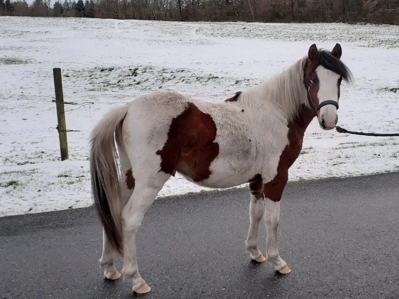 Billede 14 - Pony pinto Hingst plag 