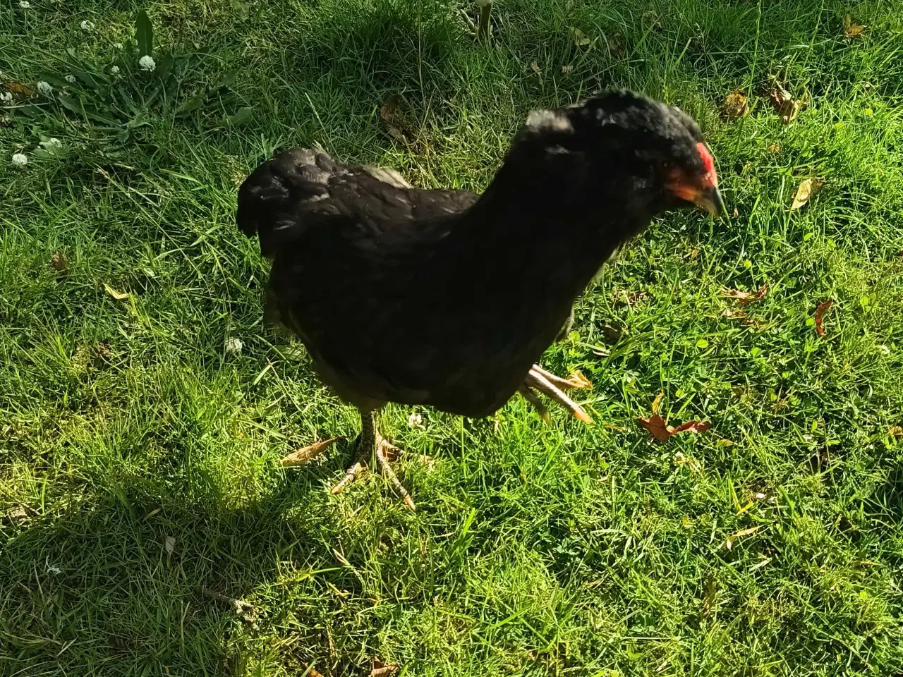 Billede 3 - Araucana hane