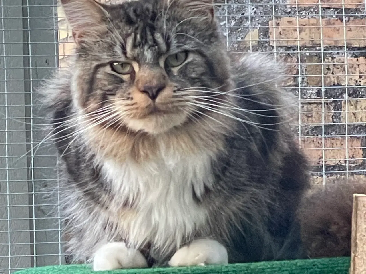 Billede 2 - Mainecoon kat med stamtavle