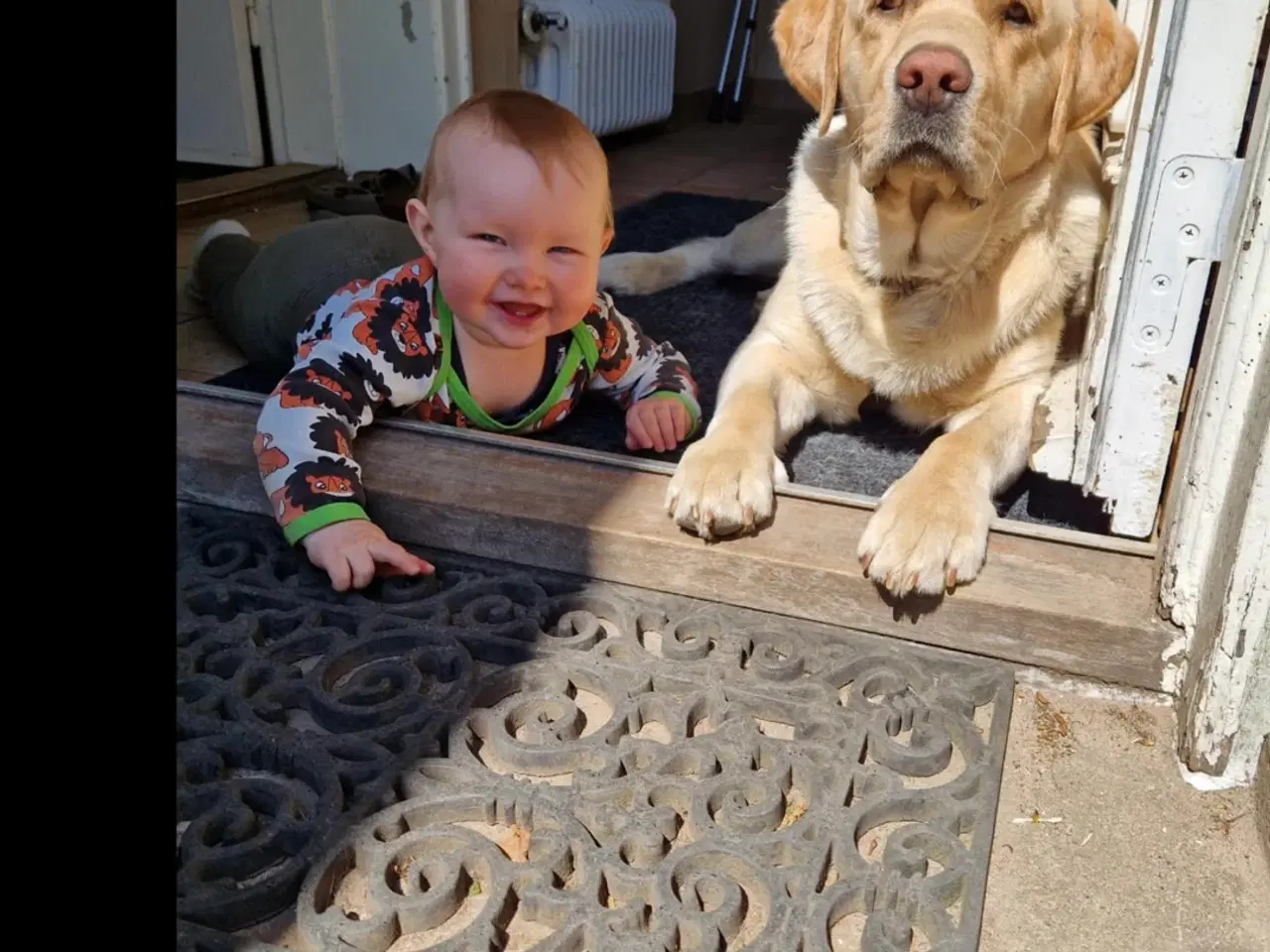 Billede 1 - Tilbydes til avl/parring 