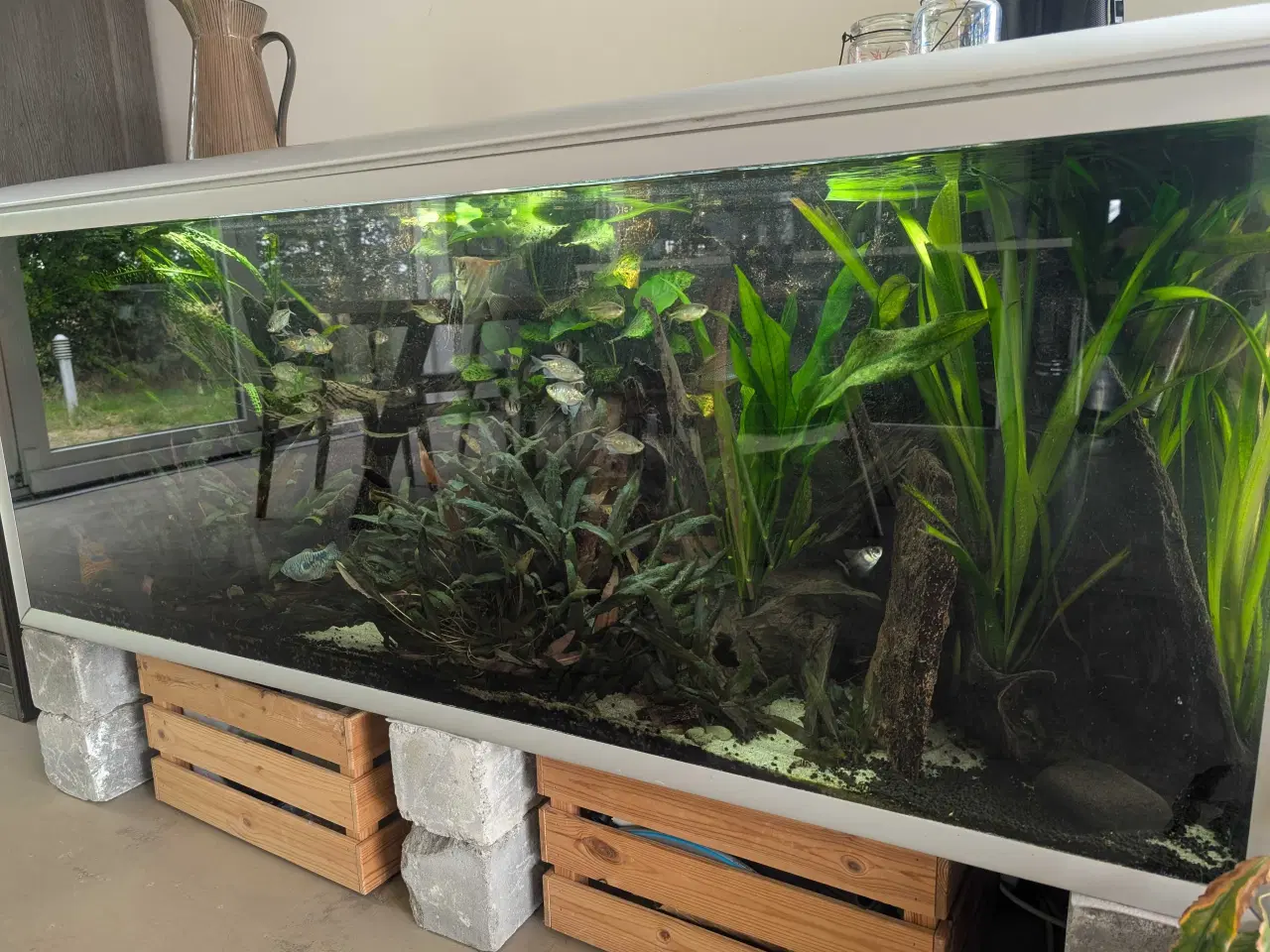 Billede 4 - 540l klassisk Akvastabil akvarie