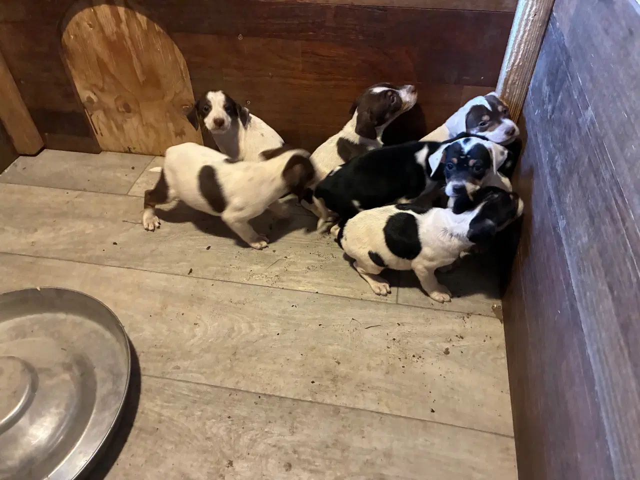 Billede 1 - Hundehvalpe Dansksvensk gårdhund