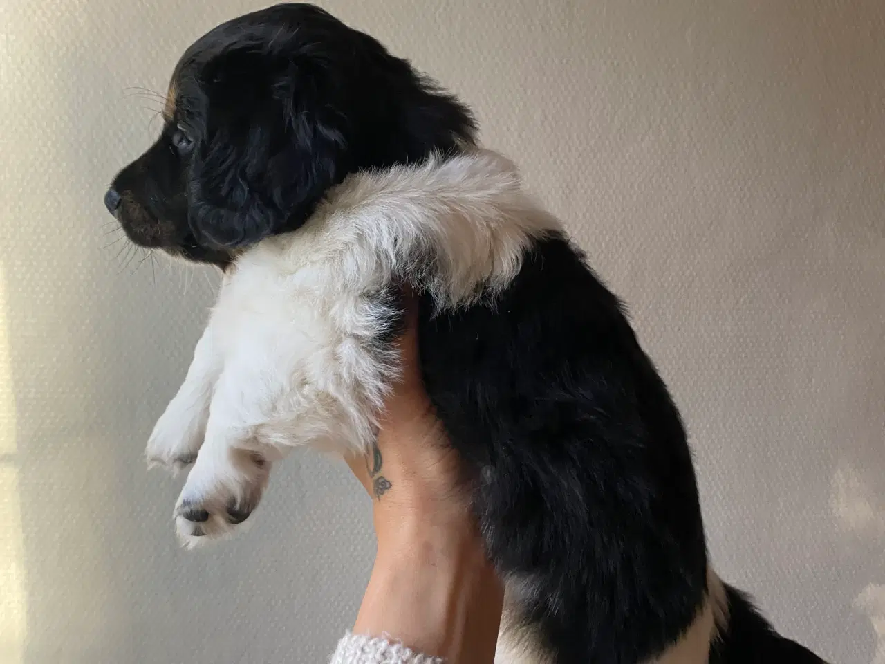 Billede 6 - Merle gravhunde mix standart