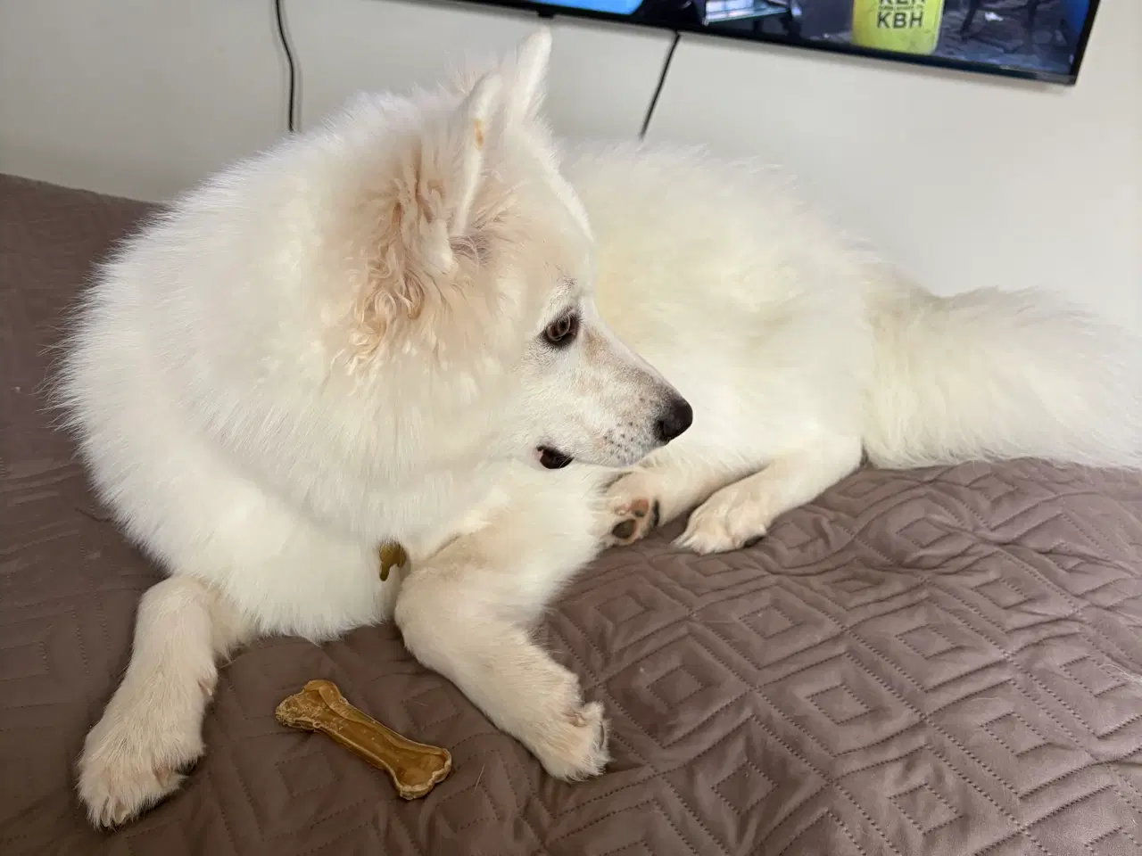 Billede 5 - Samojede