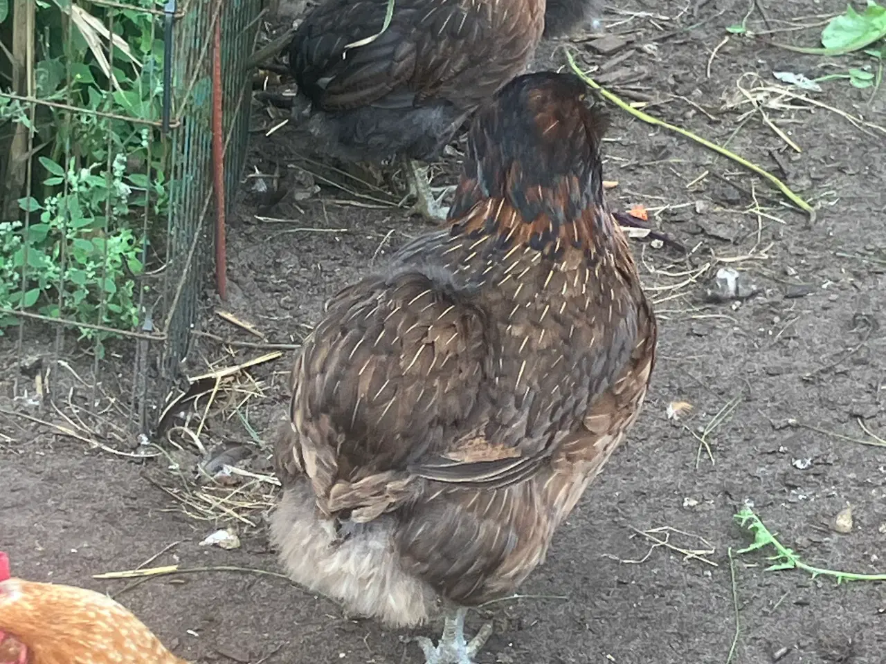 Billede 2 - Araucana  , grønlægger
