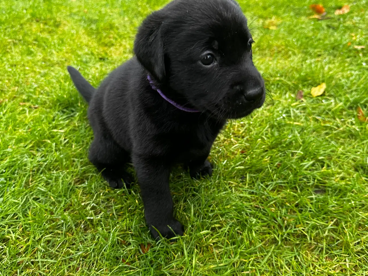 Billede 1 - Labrador hvalpe sælges 