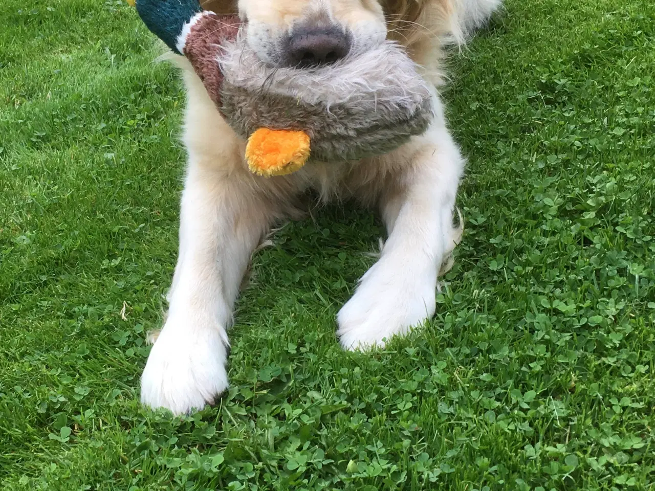 Billede 4 - Avlsgodkendt Golden Retriever.