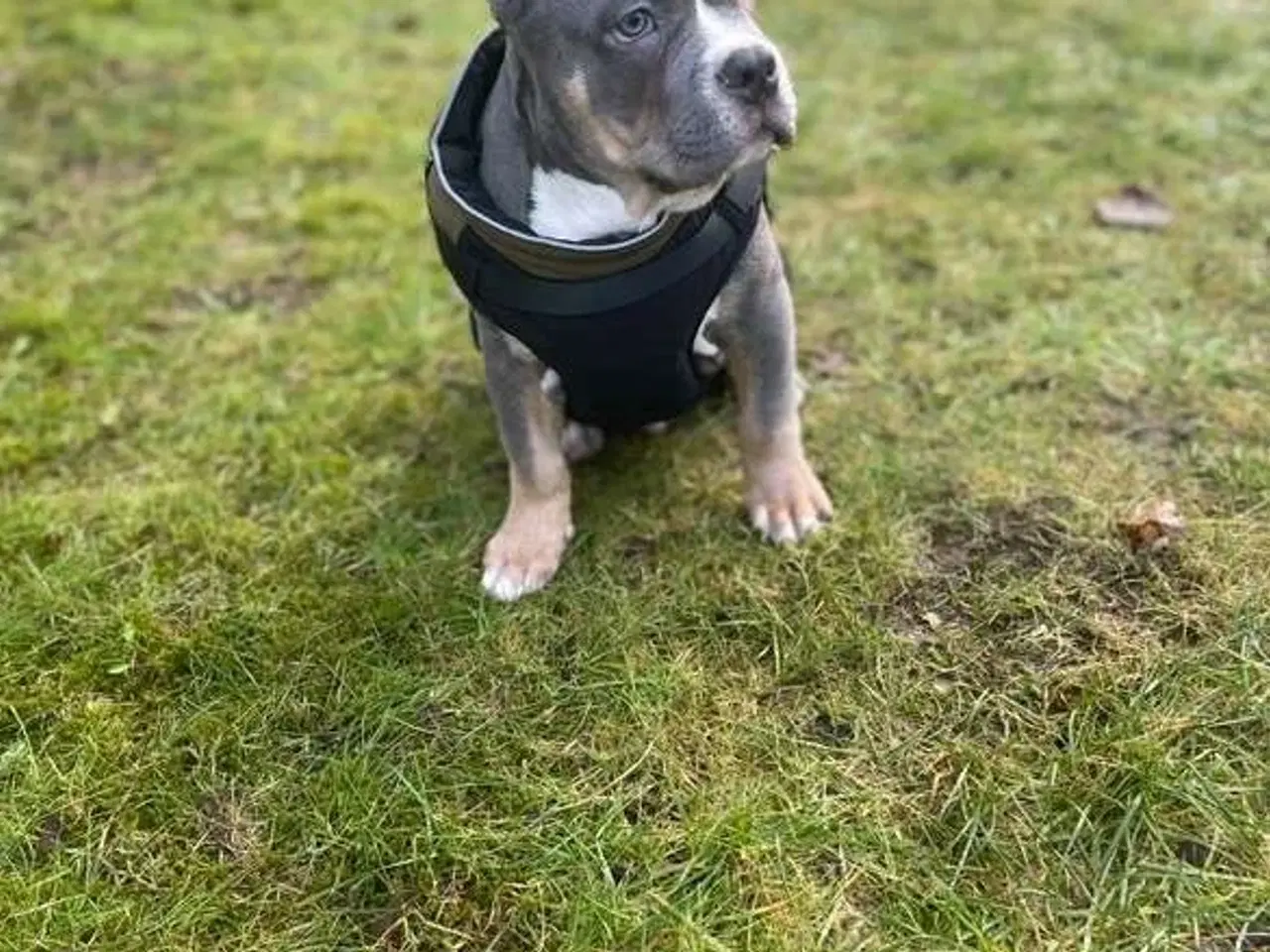 Billede 1 - American bully hvalp