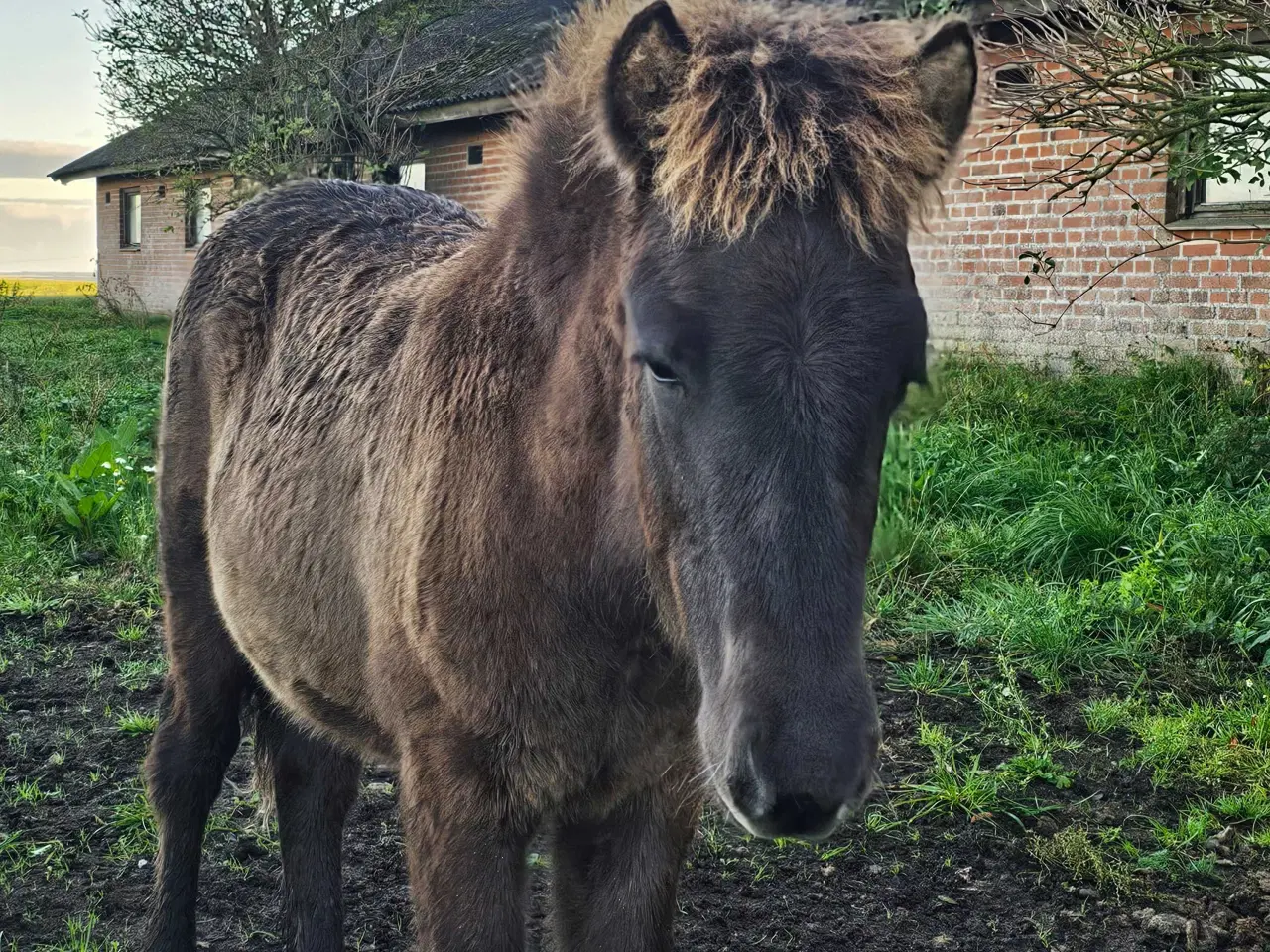 Billede 4 - Super lækkert hingsteføl💙