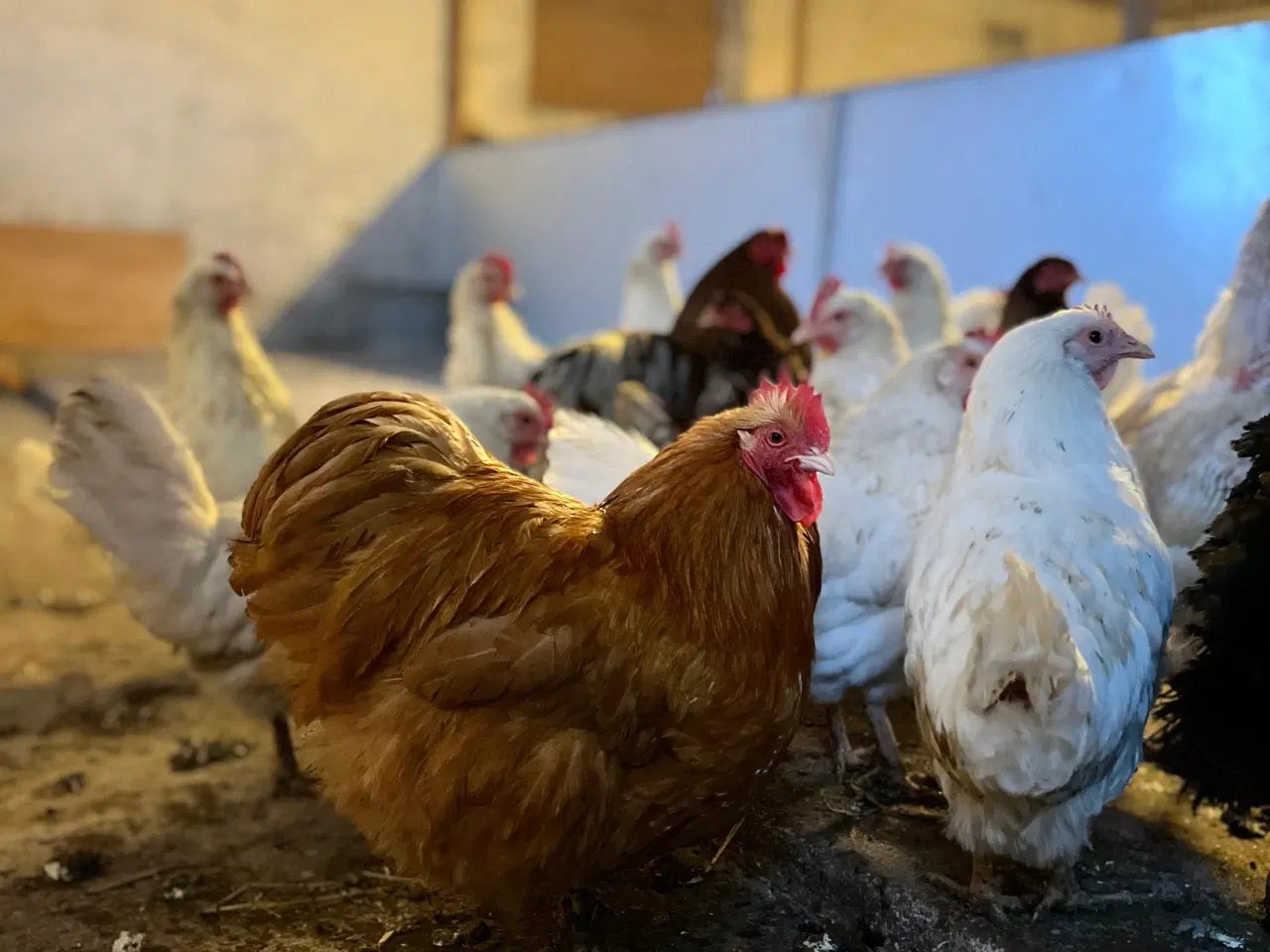 Billede 1 - høns og haner til salg 