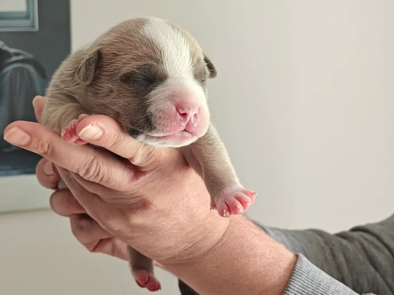 Billede 13 - American Bully hvalpe. 