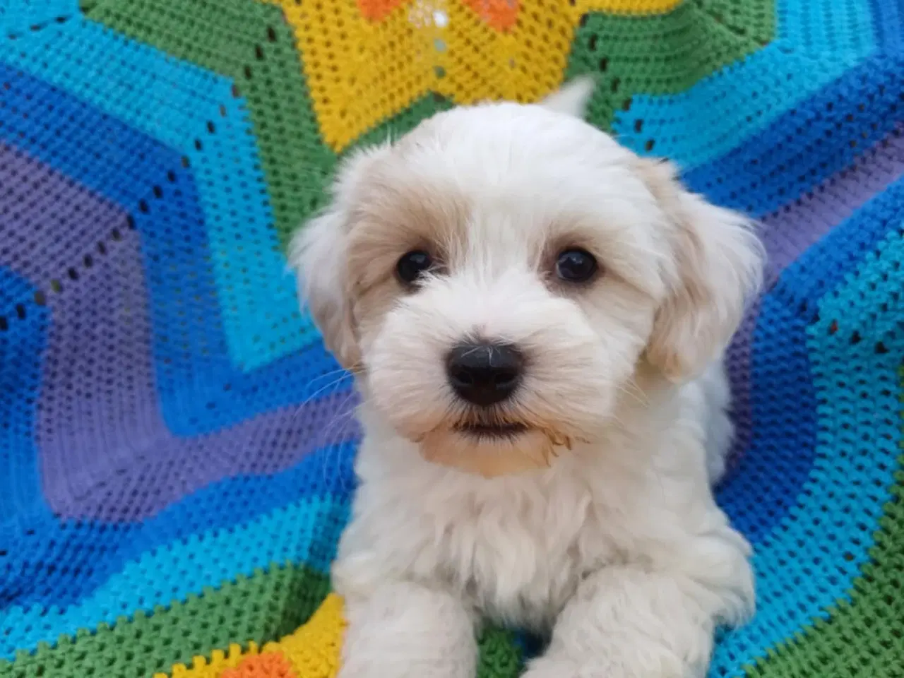 Billede 11 - Maltipoo hvalpe sælges 